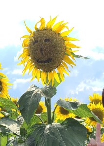 ひまわり🌻とおすすめのマーチンサンダル