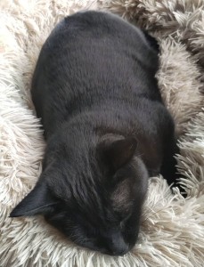 みんな大好き♡モフモフのあれ🐈