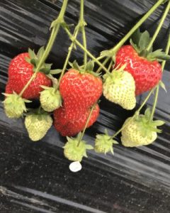 春といえば…🍓
