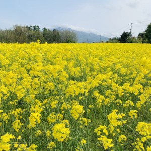 菜の花畑とおすすめスニーカー👟