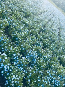癒しの旅〜ネモフィラ編〜🌼