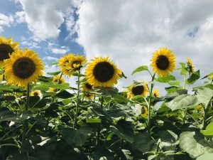『ひまわりの丘🌻』